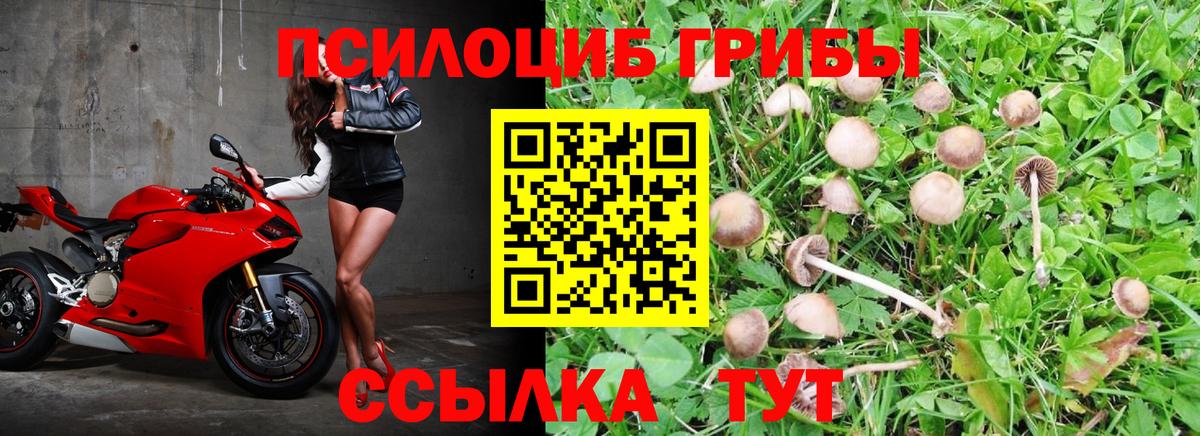 Псилоцибиновые грибы мицелий Георгиевск